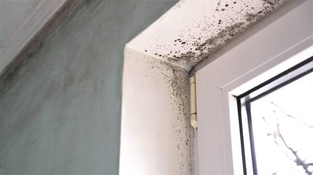 Best Black Mold Removal  in Reno, TX