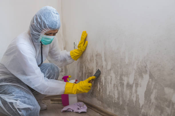 Mold Testing and Removal in Reno, TX