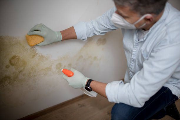 Best Local Mold Removal Service  in Reno, TX