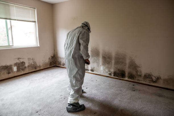 Best Local Mold Removal Service  in Reno, TX